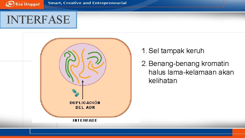 INTERFASE 1. Sel tampak keruh 2. Benang-benang kromatin halus lama-kelamaan akan kelihatan 
