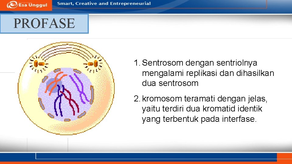 PROFASE 1. Sentrosom dengan sentriolnya mengalami replikasi dan dihasilkan dua sentrosom 2. kromosom teramati