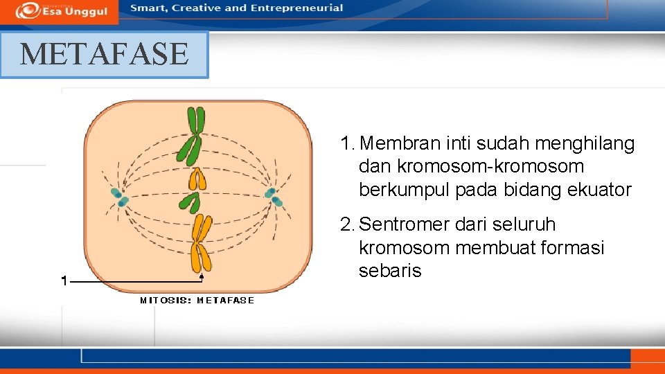 METAFASE 1. Membran inti sudah menghilang dan kromosom-kromosom berkumpul pada bidang ekuator 2. Sentromer