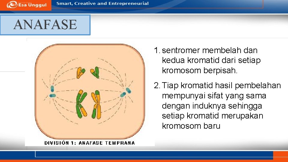 ANAFASE 1. sentromer membelah dan kedua kromatid dari setiap kromosom berpisah. 2. Tiap kromatid