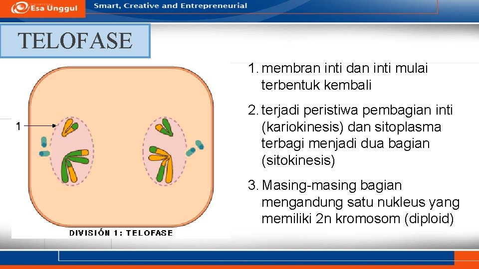 TELOFASE 1. membran inti dan inti mulai terbentuk kembali 2. terjadi peristiwa pembagian inti