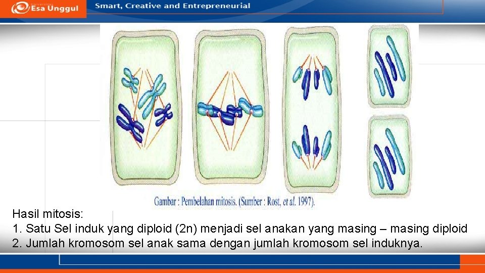 Hasil mitosis: 1. Satu Sel induk yang diploid (2 n) menjadi sel anakan yang