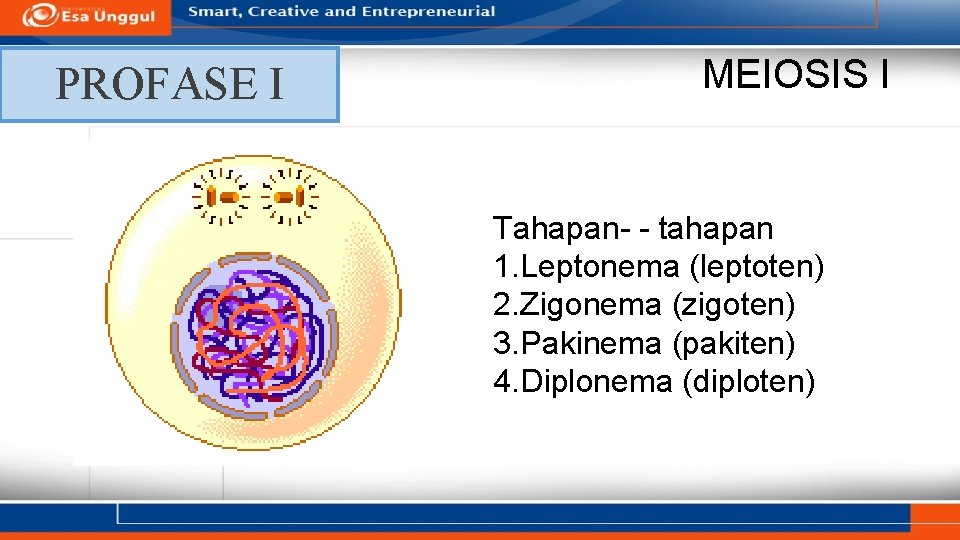 PROFASE I MEIOSIS I Tahapan- - tahapan 1. Leptonema (leptoten) 2. Zigonema (zigoten) 3.