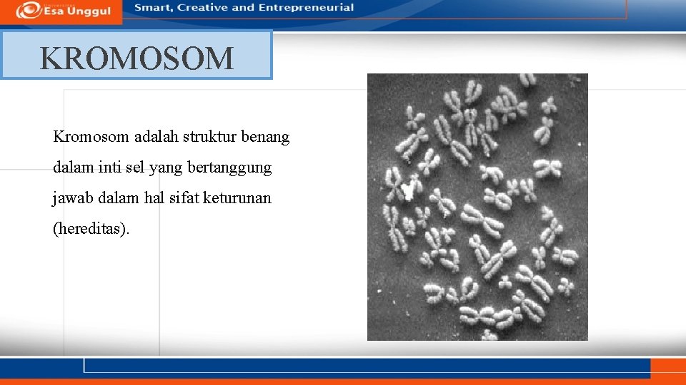 KROMOSOM Kromosom adalah struktur benang dalam inti sel yang bertanggung jawab dalam hal sifat