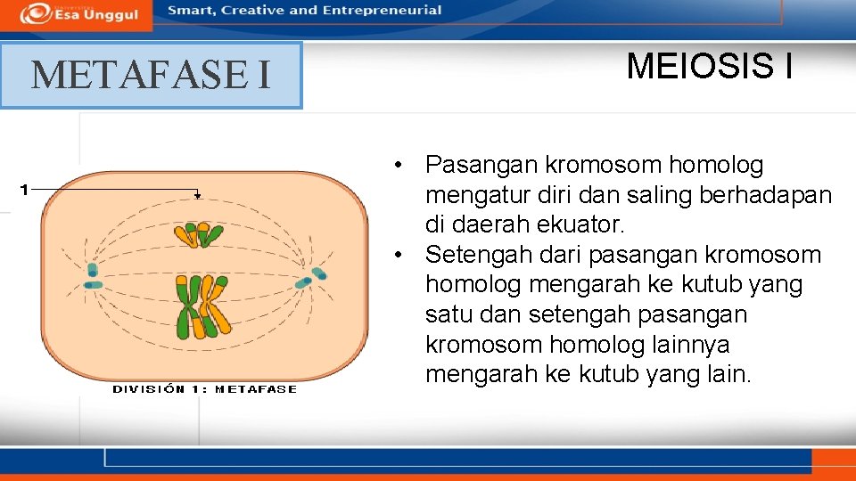 METAFASE I MEIOSIS I • Pasangan kromosom homolog mengatur diri dan saling berhadapan di