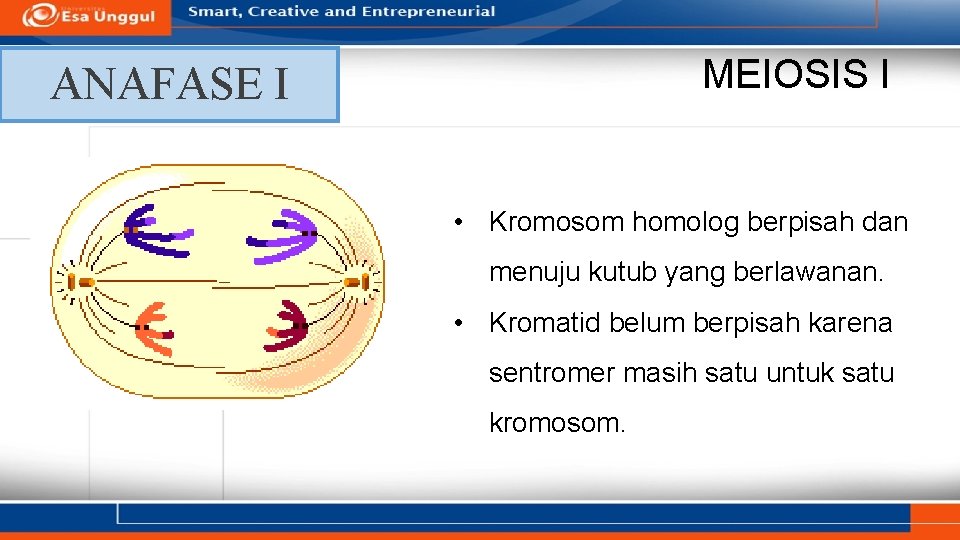 MEIOSIS I ANAFASE I • Kromosom homolog berpisah dan menuju kutub yang berlawanan. •