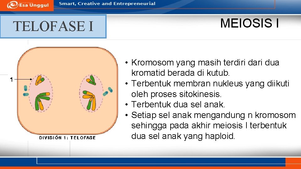 TELOFASE I MEIOSIS I • Kromosom yang masih terdiri dari dua kromatid berada di