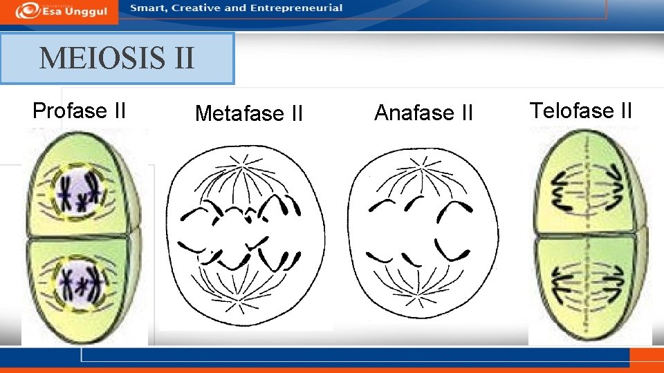 MEIOSIS II Profase II Metafase II Anafase II Telofase II 