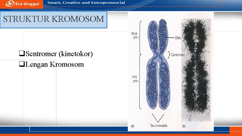 STRUKTUR KROMOSOM q. Sentromer (kinetokor) q. Lengan Kromosom 