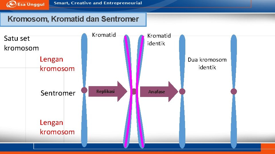 Kromosom, Kromatid dan Sentromer Kromatid Satu set kromosom Kromatid identik Lengan kromosom Sentromer Lengan