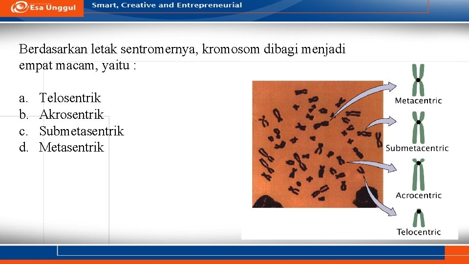 Berdasarkan letak sentromernya, kromosom dibagi menjadi empat macam, yaitu : a. b. c. d.
