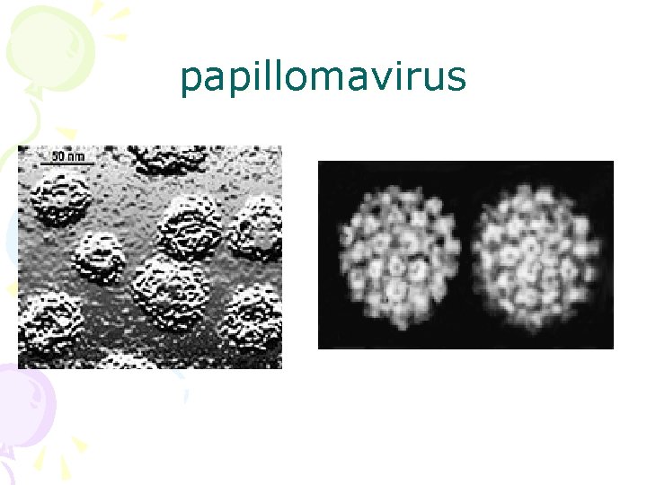 papillomavirus 