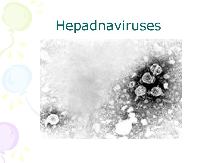 Hepadnaviruses 