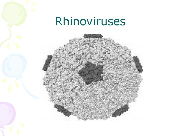 Rhinoviruses 