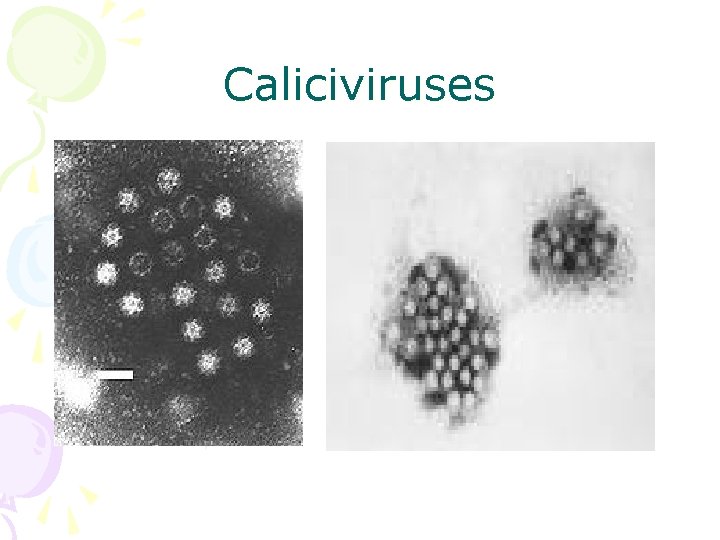 Caliciviruses 