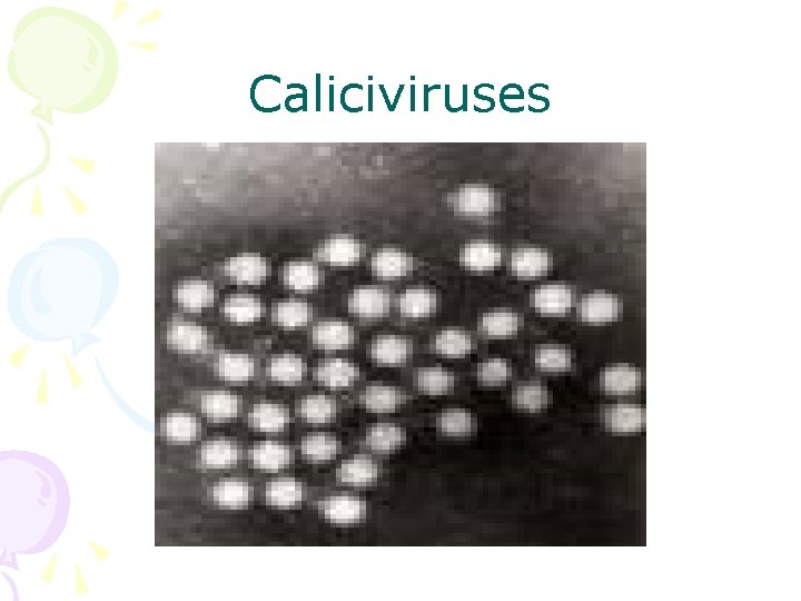 Caliciviruses 