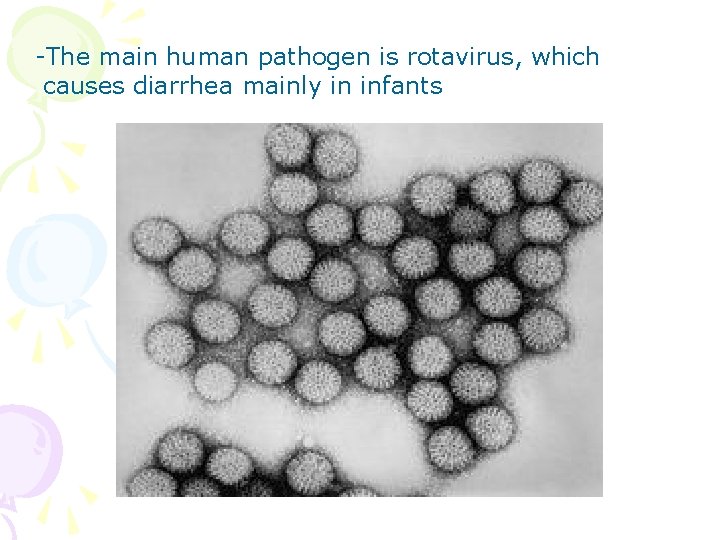 -The main human pathogen is rotavirus, which causes diarrhea mainly in infants 