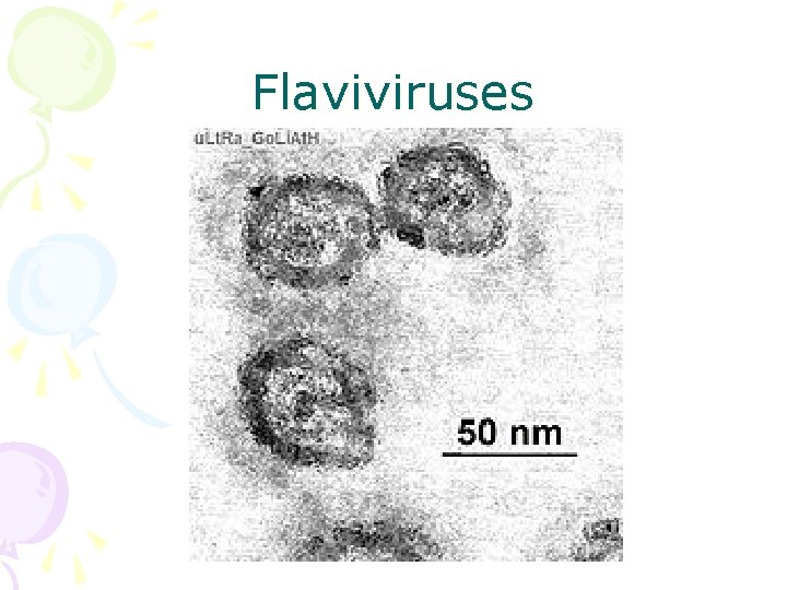Flaviviruses 