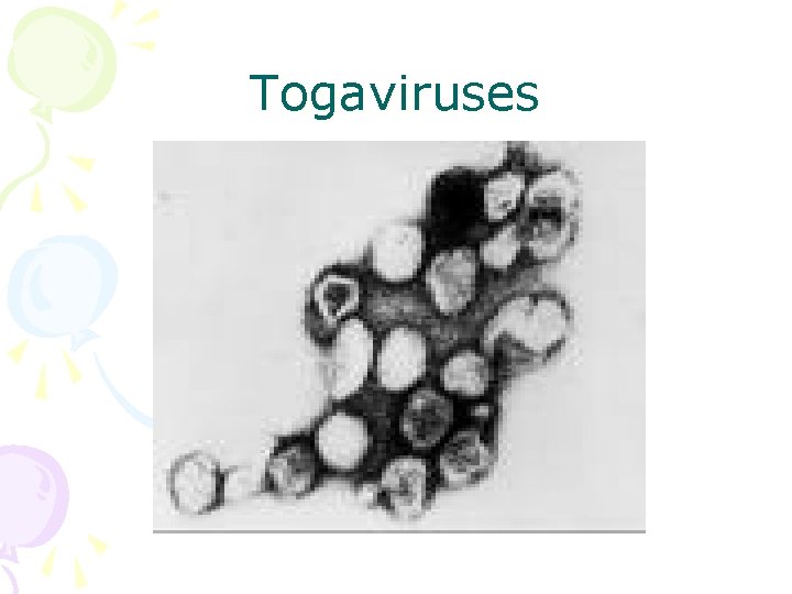 Togaviruses 