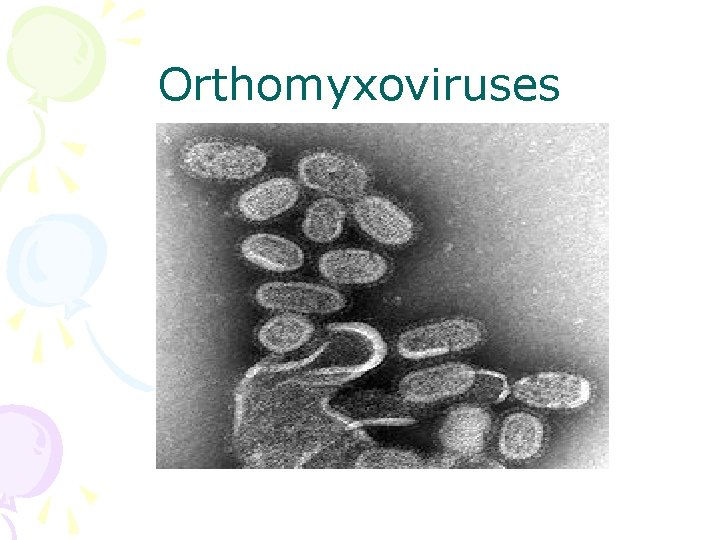 Orthomyxoviruses 
