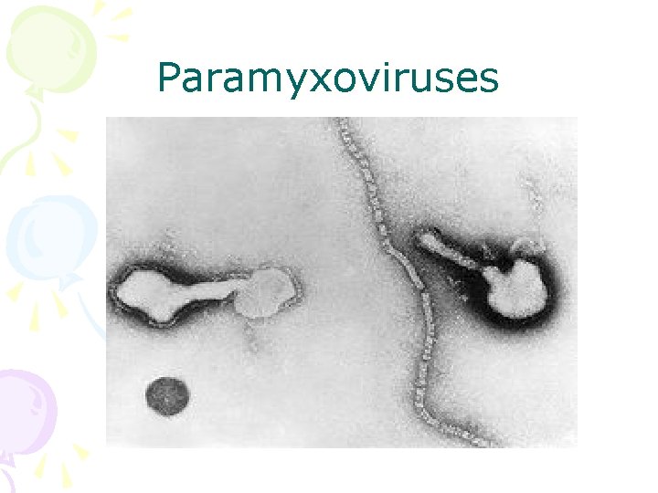 Paramyxoviruses 