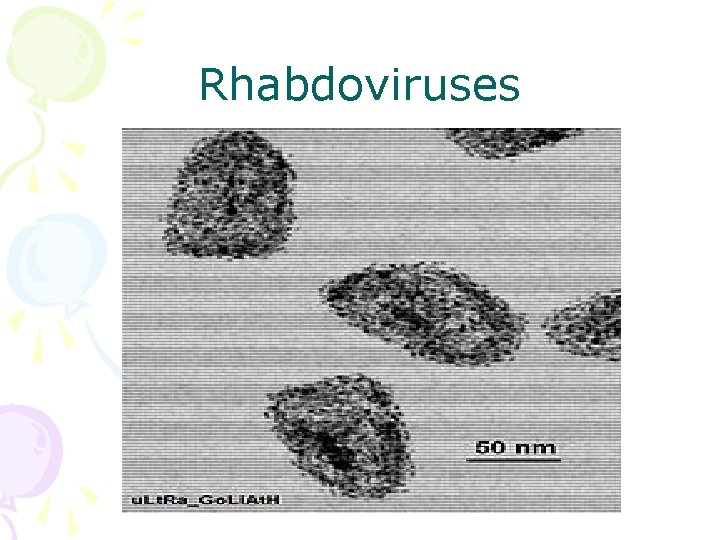 Rhabdoviruses 