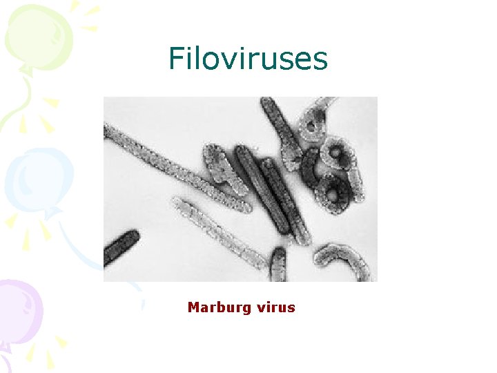 Filoviruses Marburg virus 