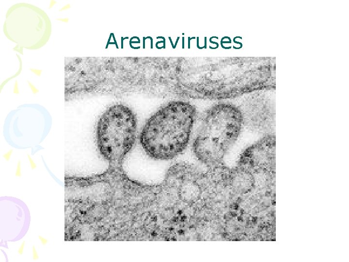 Arenaviruses 