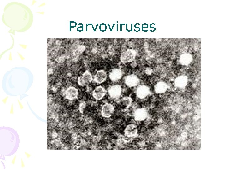 Parvoviruses 