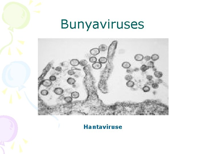 Bunyaviruses Hantaviruse 