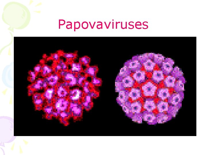 Papovaviruses 