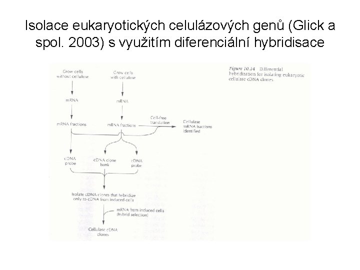 Isolace eukaryotických celulázových genů (Glick a spol. 2003) s využitím diferenciální hybridisace 