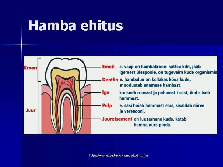 Hamba ehitus http: //www. ut. ee/tervis/hambad/p 1_1. htm 