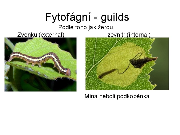 Fytofágní - guilds Podle toho jak žerou Zvenku (external) zevnitř (internal) Mina neboli podkopěnka