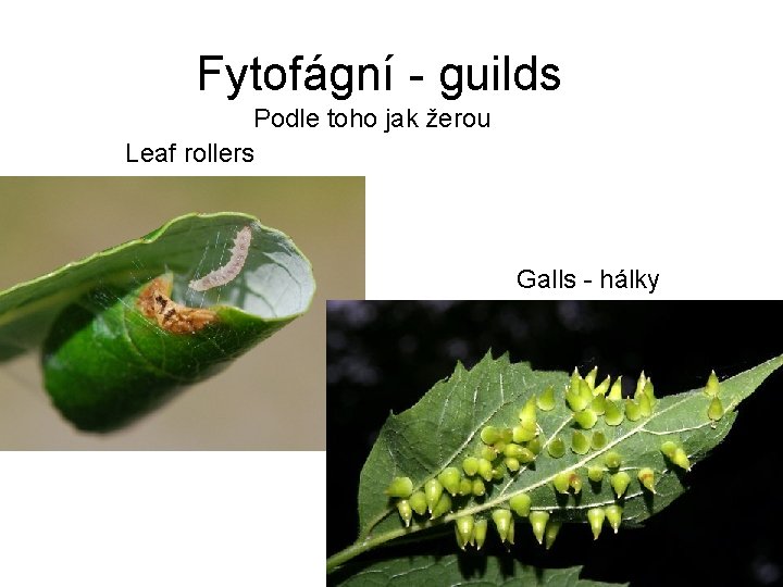 Fytofágní - guilds Podle toho jak žerou Leaf rollers Galls - hálky 