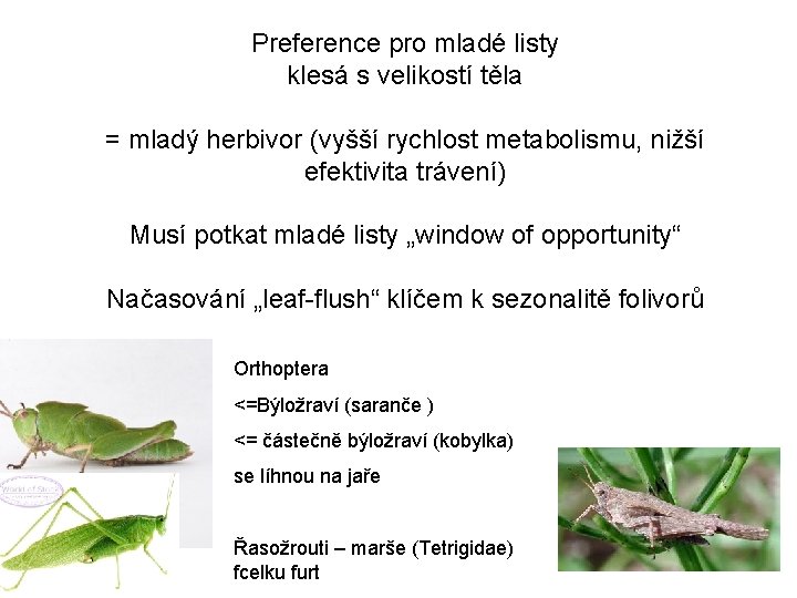 Preference pro mladé listy klesá s velikostí těla = mladý herbivor (vyšší rychlost metabolismu,