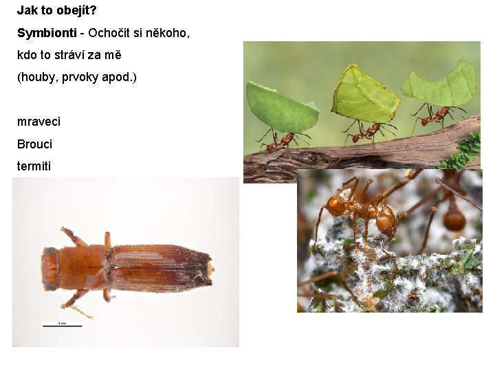 Jak to obejít? Symbionti - Ochočit si někoho, kdo to stráví za mě (houby,