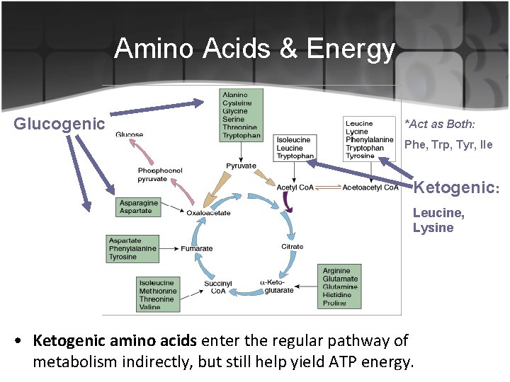 Amino Acids & Energy Glucogenic *Act as Both: Phe, Trp, Tyr, Ile Ketogenic: Leucine,
