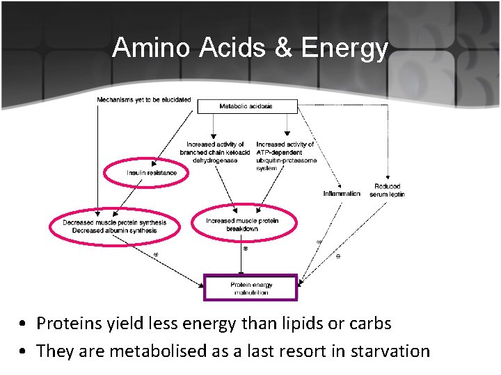 Amino Acids & Energy • Proteins yield less energy than lipids or carbs •