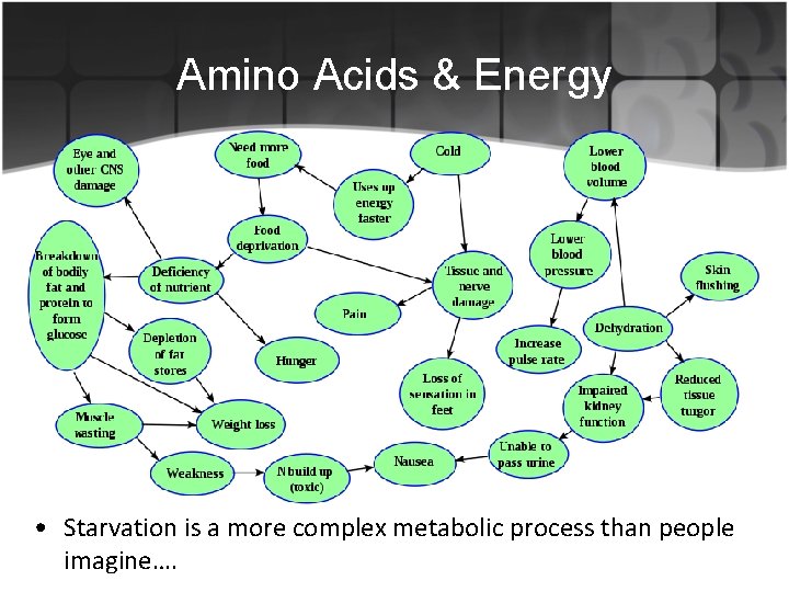 Amino Acids & Energy • Starvation is a more complex metabolic process than people