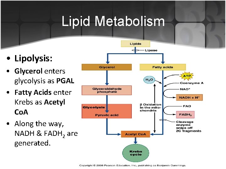 Lipid Metabolism • Lipolysis: • Glycerol enters glycolysis as PGAL • Fatty Acids enter