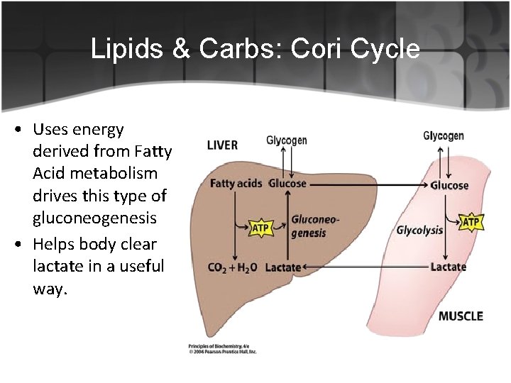 Lipids & Carbs: Cori Cycle • Uses energy derived from Fatty Acid metabolism drives