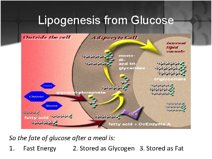 Lipogenesis from Glucose So the fate of glucose after a meal is: 1. Fast