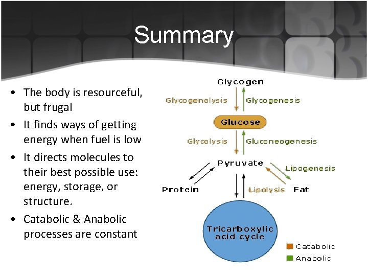 Summary • The body is resourceful, but frugal • It finds ways of getting