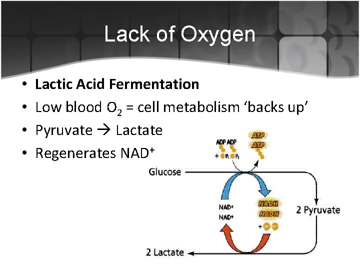 Lack of Oxygen • • Lactic Acid Fermentation Low blood O 2 = cell