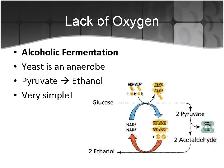 Lack of Oxygen • • Alcoholic Fermentation Yeast is an anaerobe Pyruvate Ethanol Very