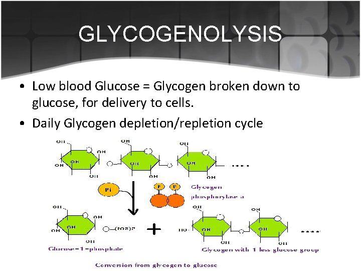 GLYCOGENOLYSIS • Low blood Glucose = Glycogen broken down to glucose, for delivery to