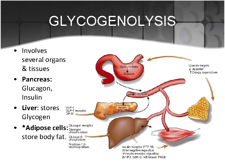 GLYCOGENOLYSIS • Involves several organs & tissues • Pancreas: Glucagon, Insulin • Liver: stores