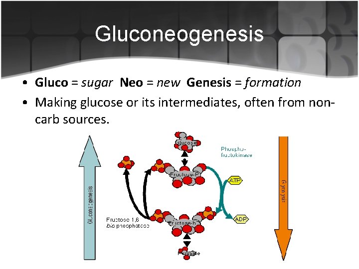 Gluconeogenesis • Gluco = sugar Neo = new Genesis = formation • Making glucose