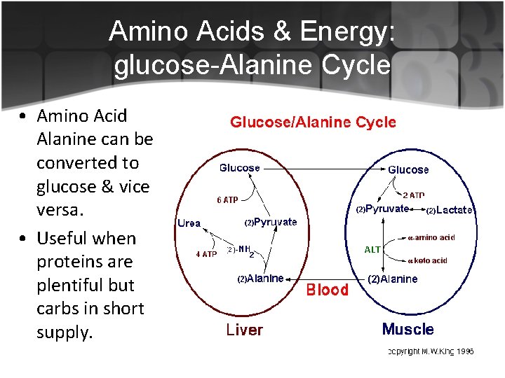 Amino Acids & Energy: glucose-Alanine Cycle • Amino Acid Alanine can be converted to